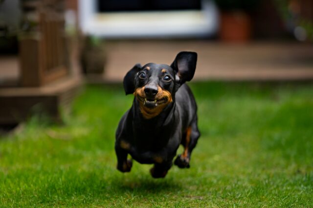 8 foto di cani che si comportano in modo decisamente bizzarro