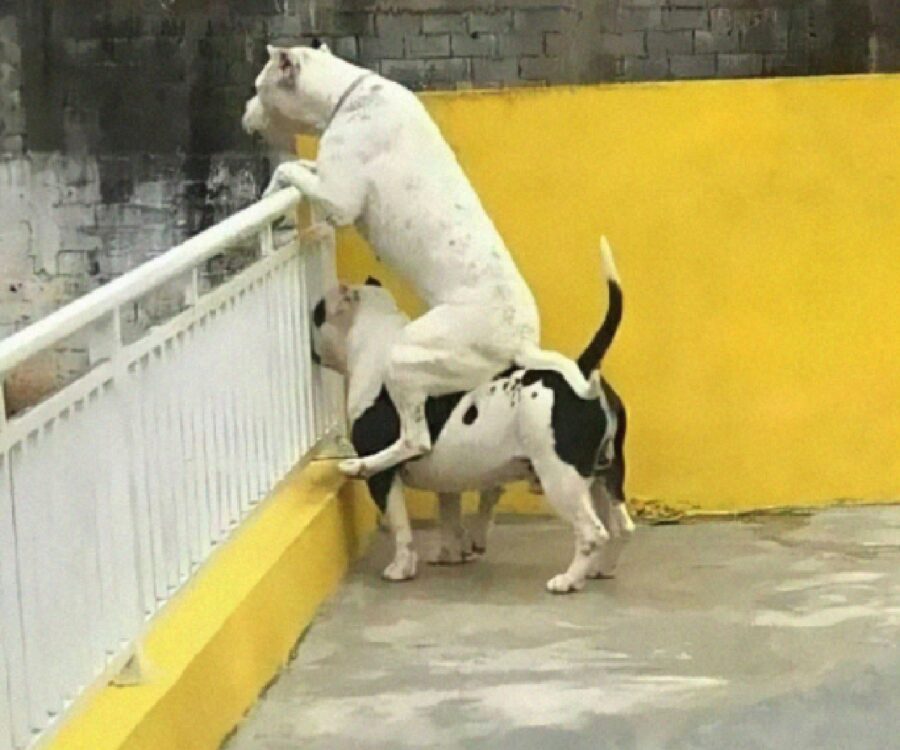 cane unione fa la forza