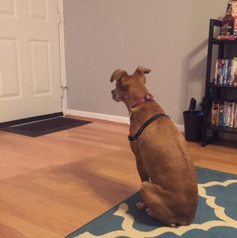 cane aspetta porta