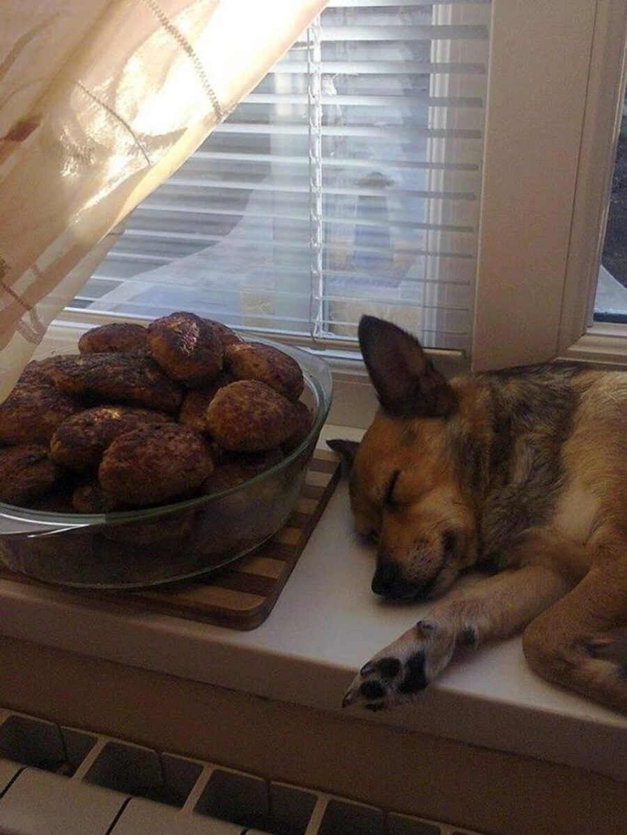cane dorme biscotti