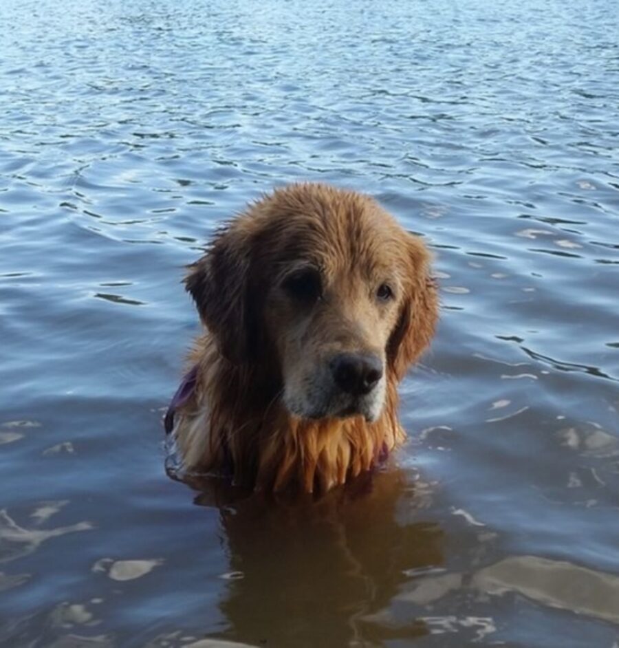 cane mare bagno