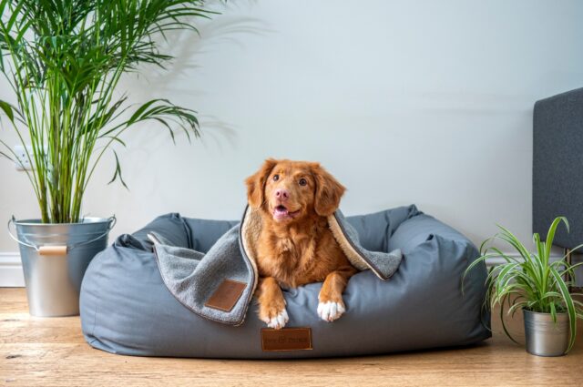 8 foto di cani che ti conquisteranno con la loro simpatia