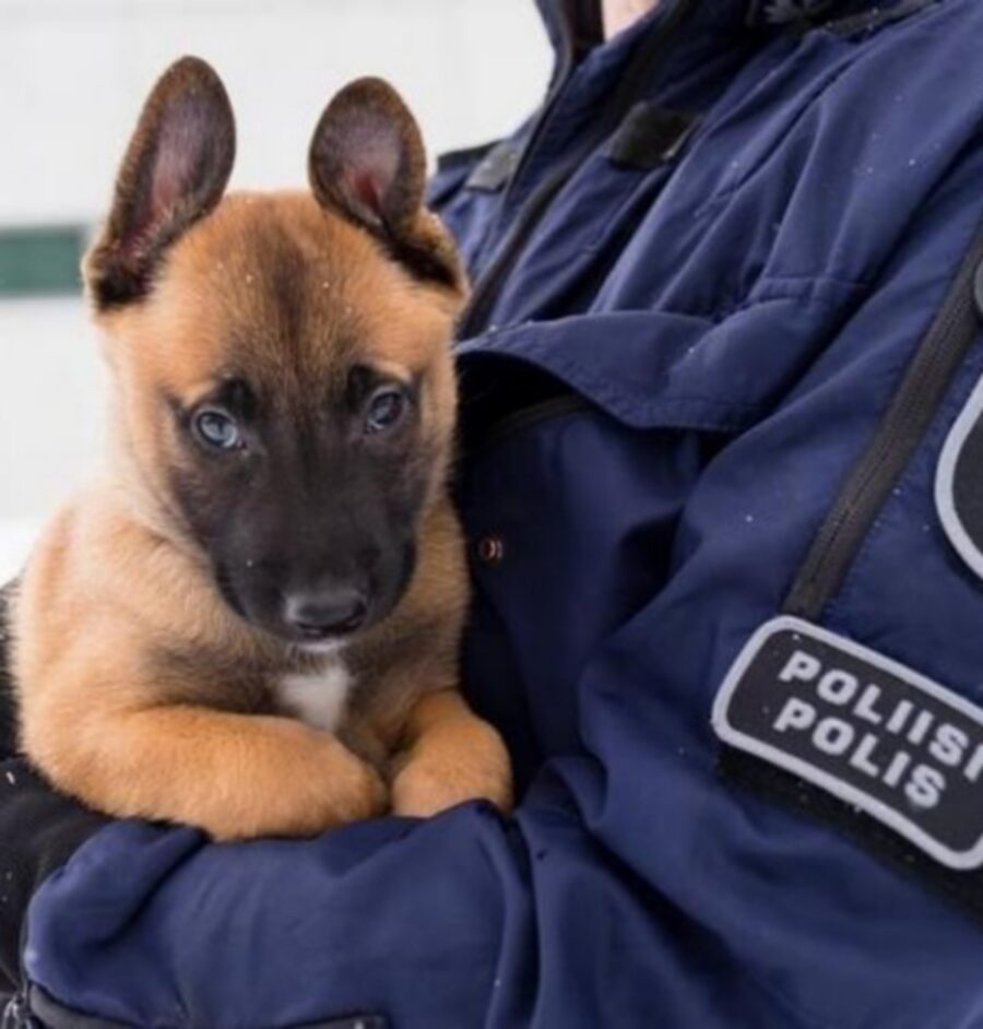 cane polizia divisa