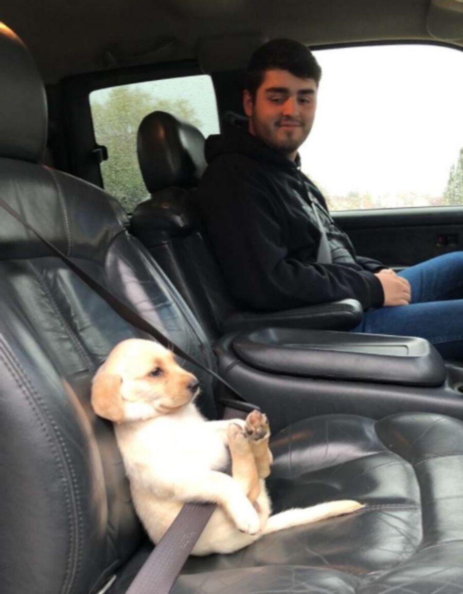 cagnolino auto viaggio