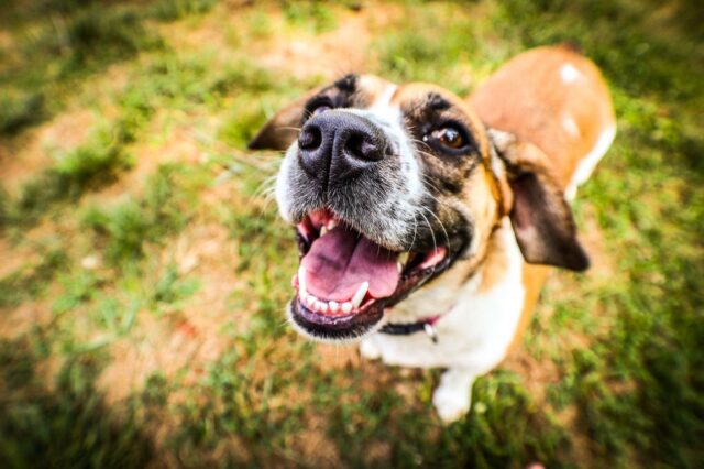 8 fantastiche foto di cani che ti doneranno tanta leggerezza