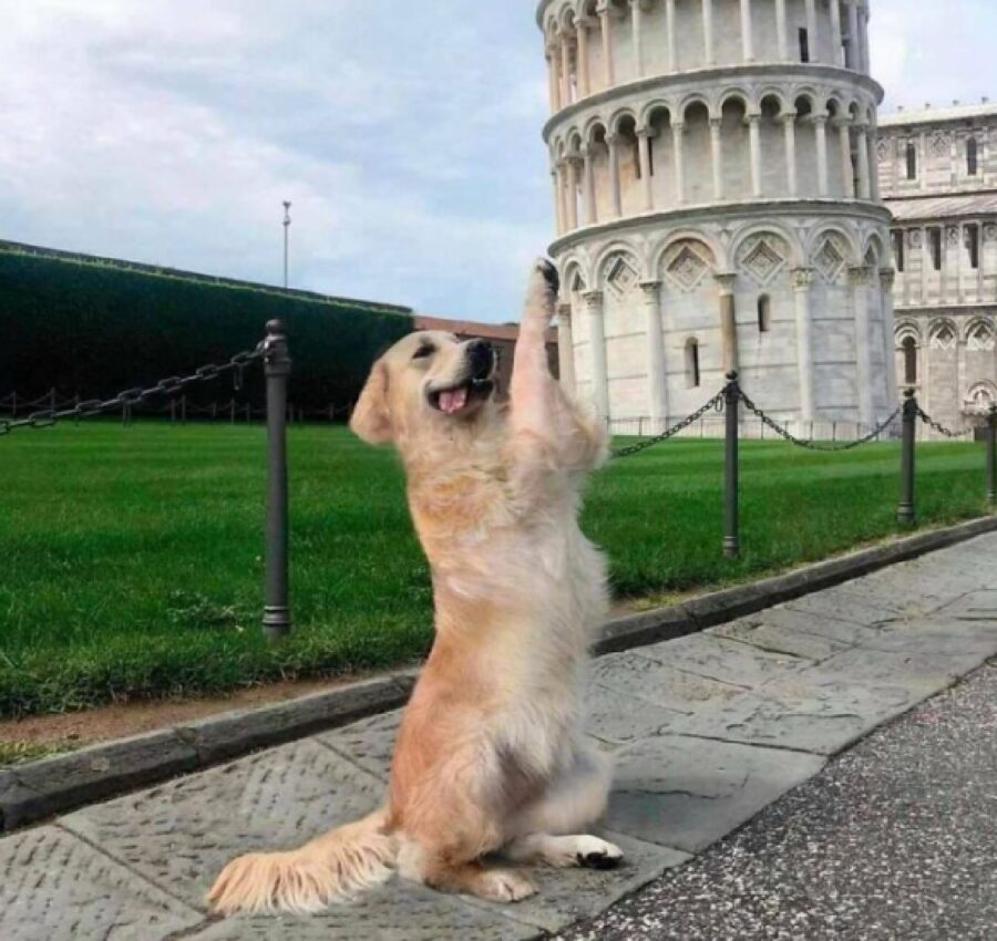 cane torre di pisa