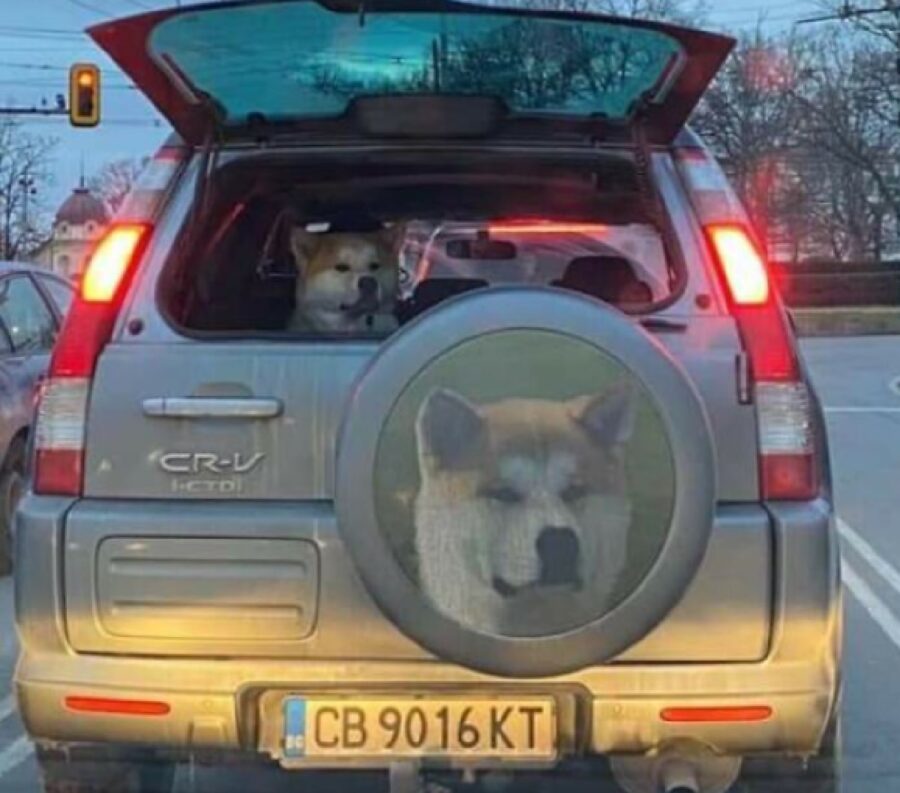 cane dentro auto immagine cerchione