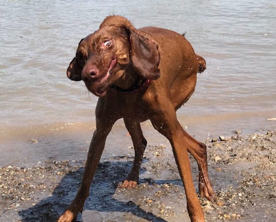 cane si scuote dopo bagno