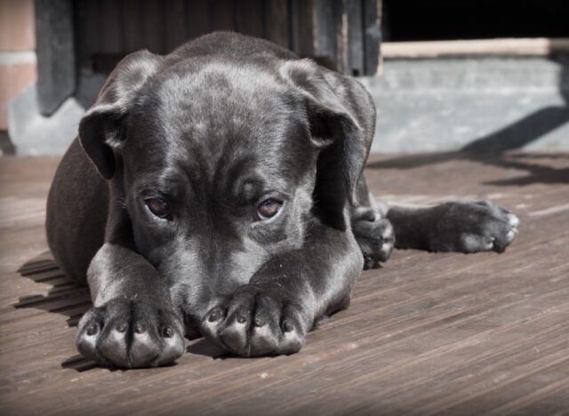 8 foto di cani che vogliono essere dolci ma finiscono per essere spaventosi