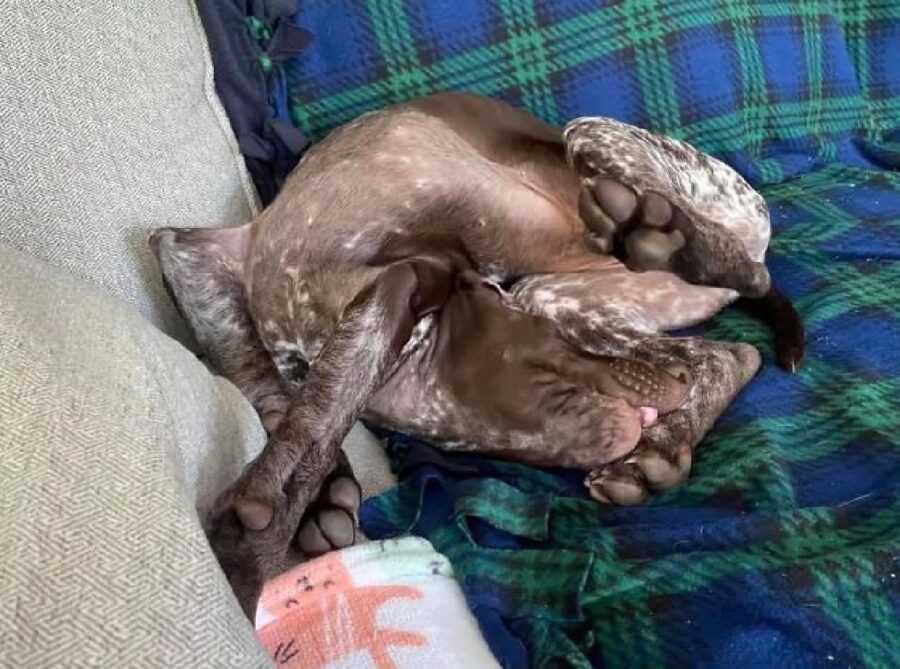 cane posizione strana sul divano