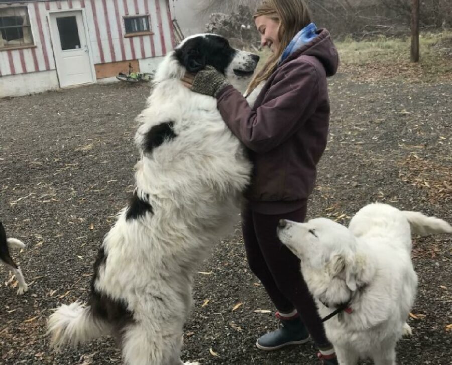 coppia di cani con mamma