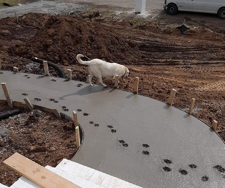 cane impronta nel cemento