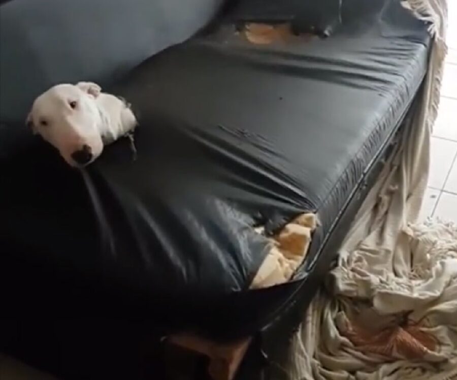 cane entra dentro divano