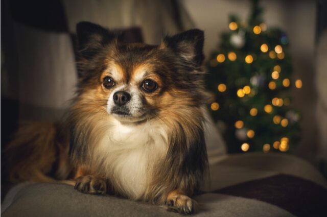 8 foto di cani combinaguai che finiscono per distruggere la casa