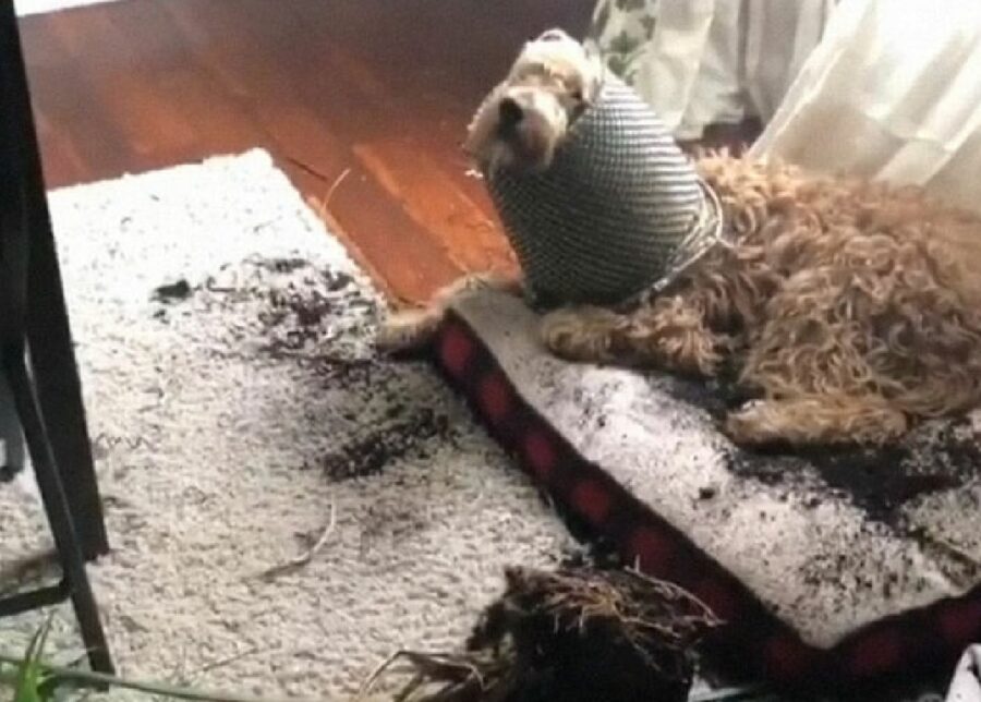cane devasta pianta soggiorno