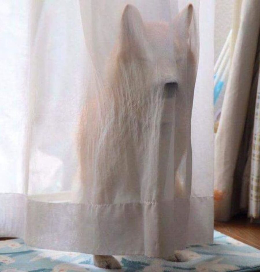 cane tenda fantasma