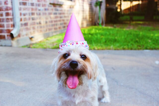 8 foto di cani così assurde da essere letteralmente introvabili