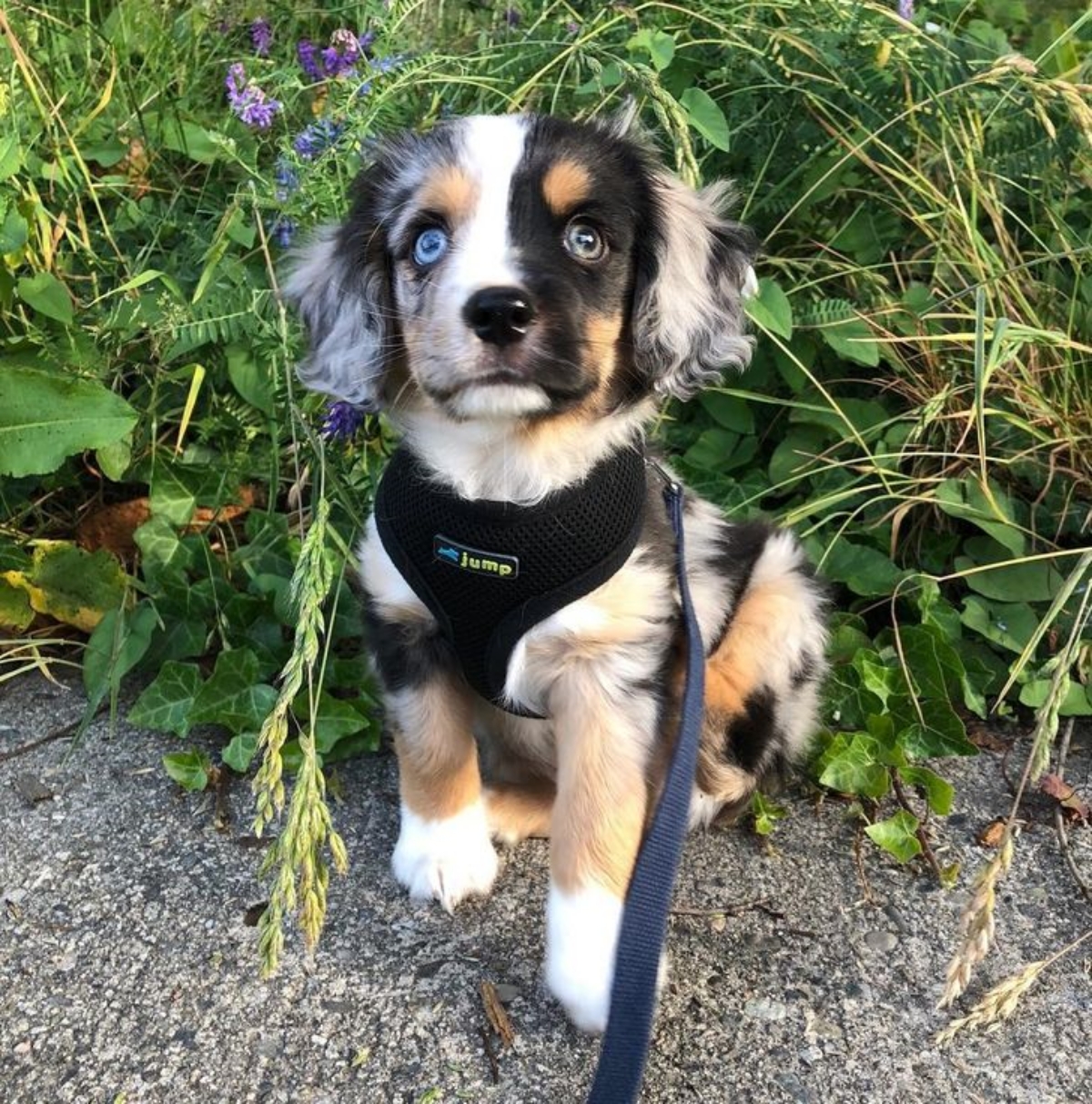 8 Foto Di Cani Di Razza Mista Davvero Particolari Che Ti Convinceranno 8-foto-di-cani-di-razza-mista-davvero-particolari-che-ti-convinceranno
