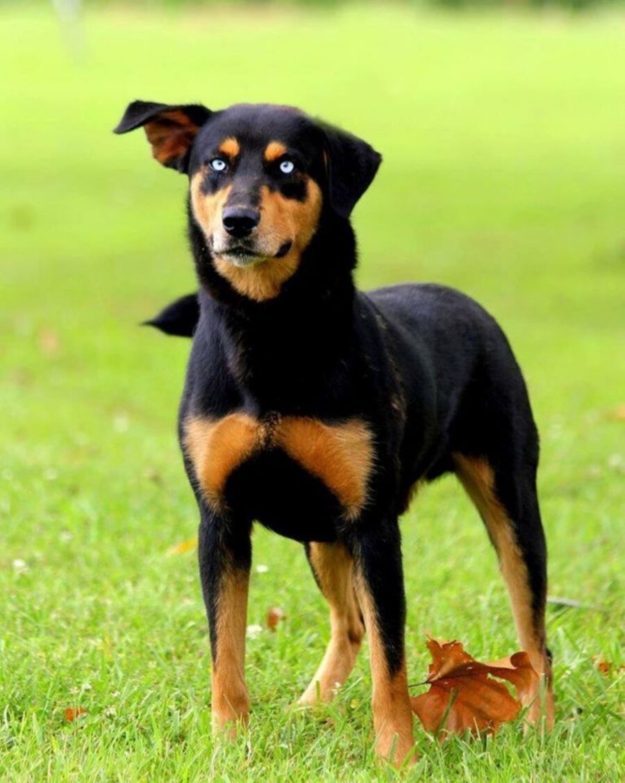 cane occhi azzurri