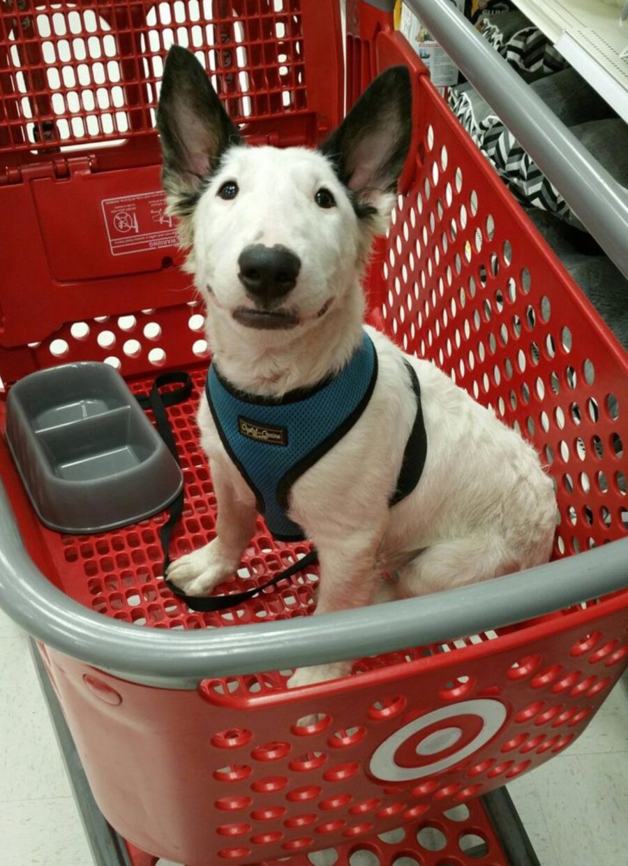 bull terrier piccolo