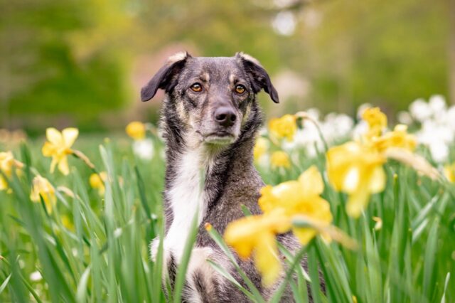 8 foto di cani di razza mista davvero particolari che ti convinceranno a prenderne uno