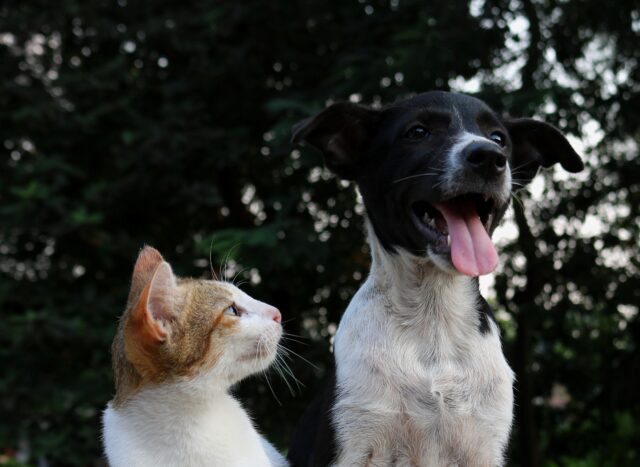 8 foto di cani e gatti che ti faranno capire cosa significa amare qualcuno