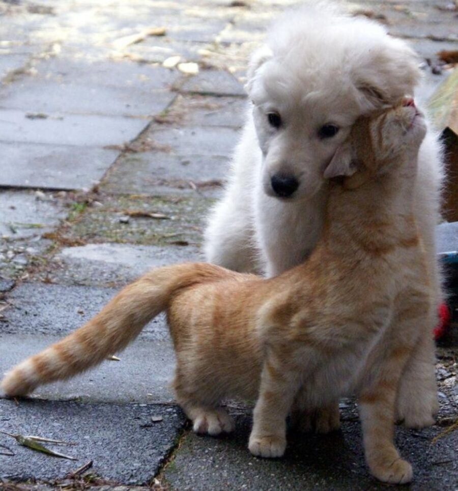 cane bianco gatto