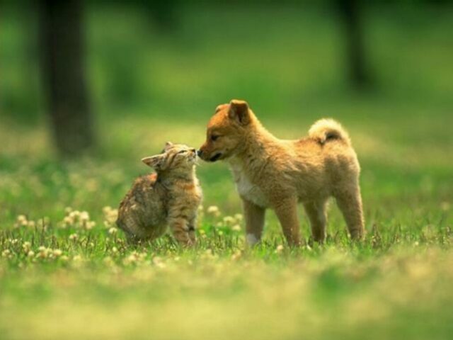 8 foto di cani e gatti uniti da un’amicizia davvero speciale