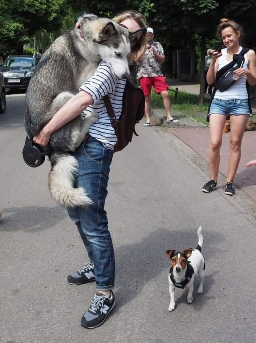 husky cucciolo mamma