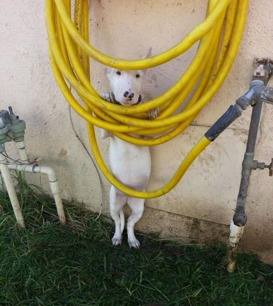 cucciolo acqua tubo