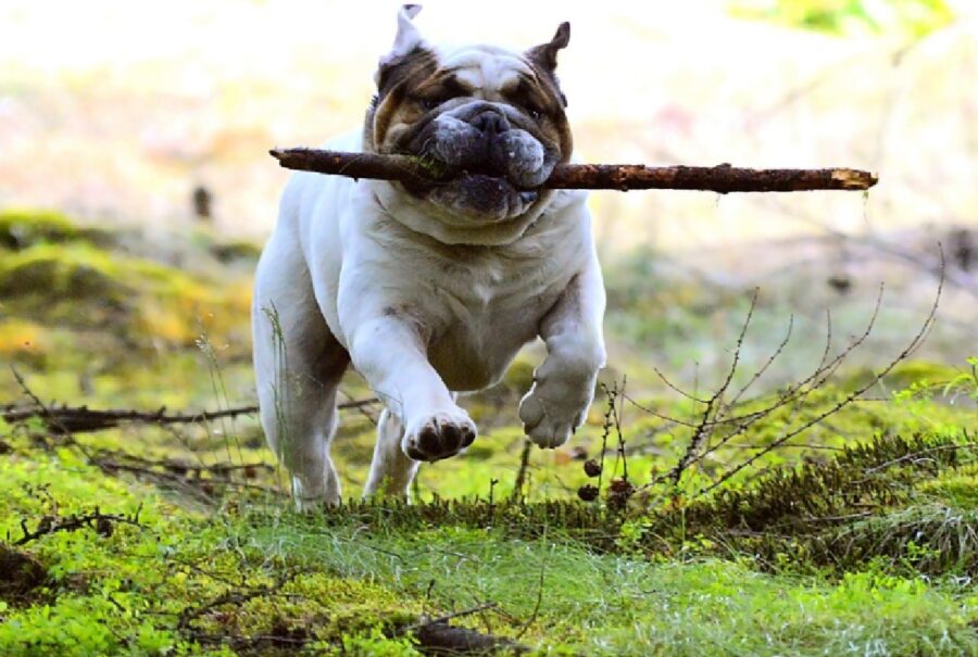 cane gioca con bastone di legno