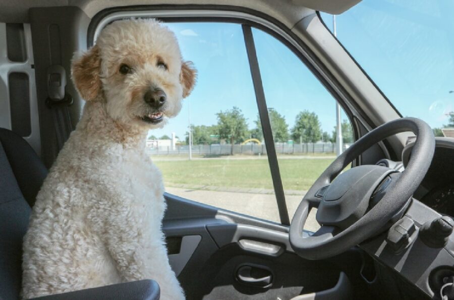 cane scuola di guida