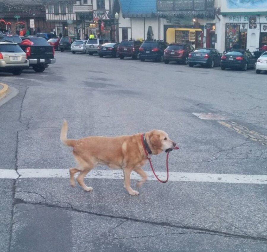 cane spasso guinzaglio