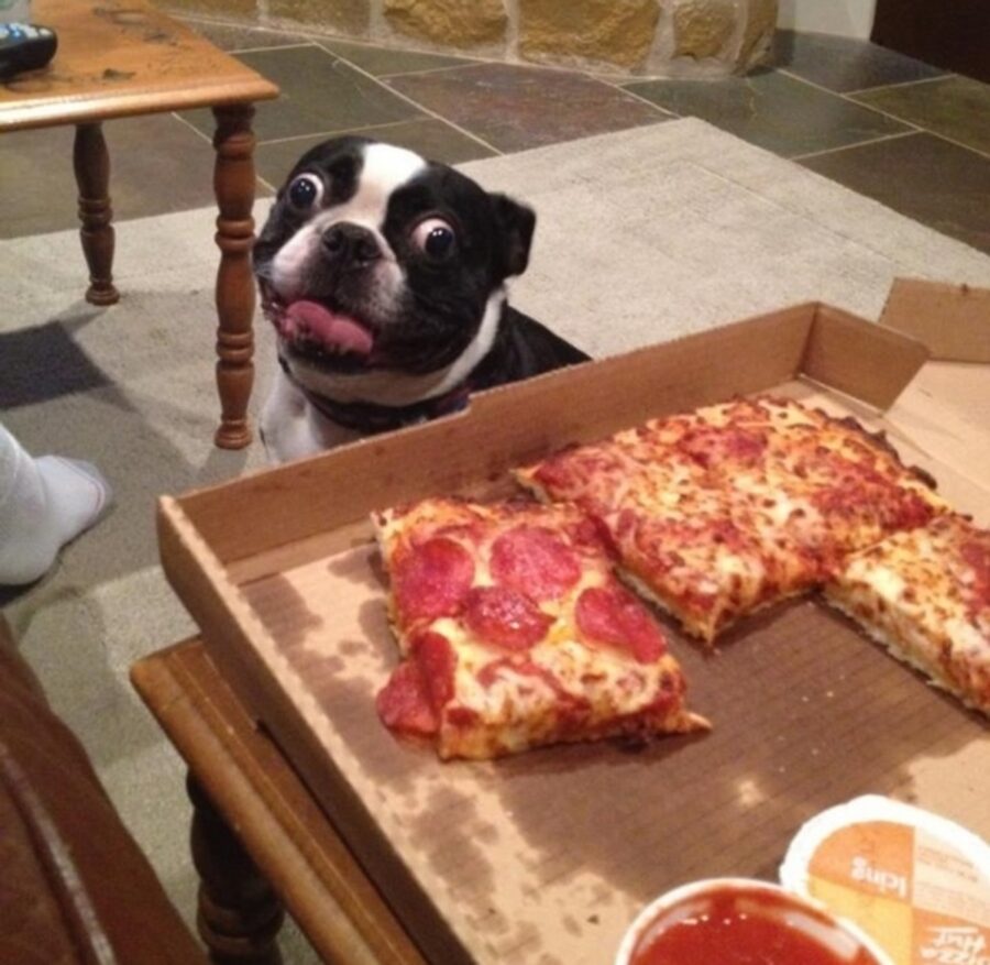 cane pizza faccia