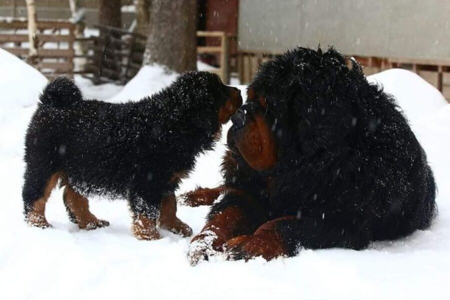 cani neve gioco