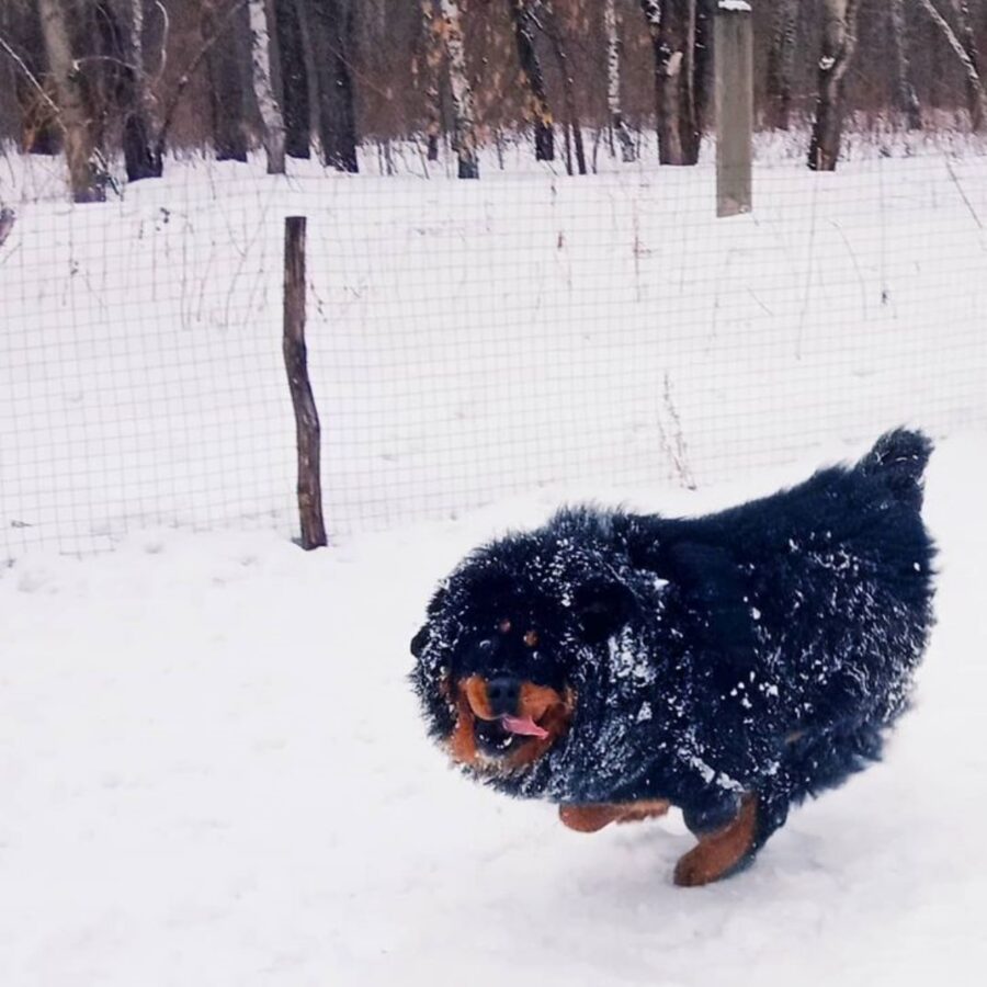 cane felice neve