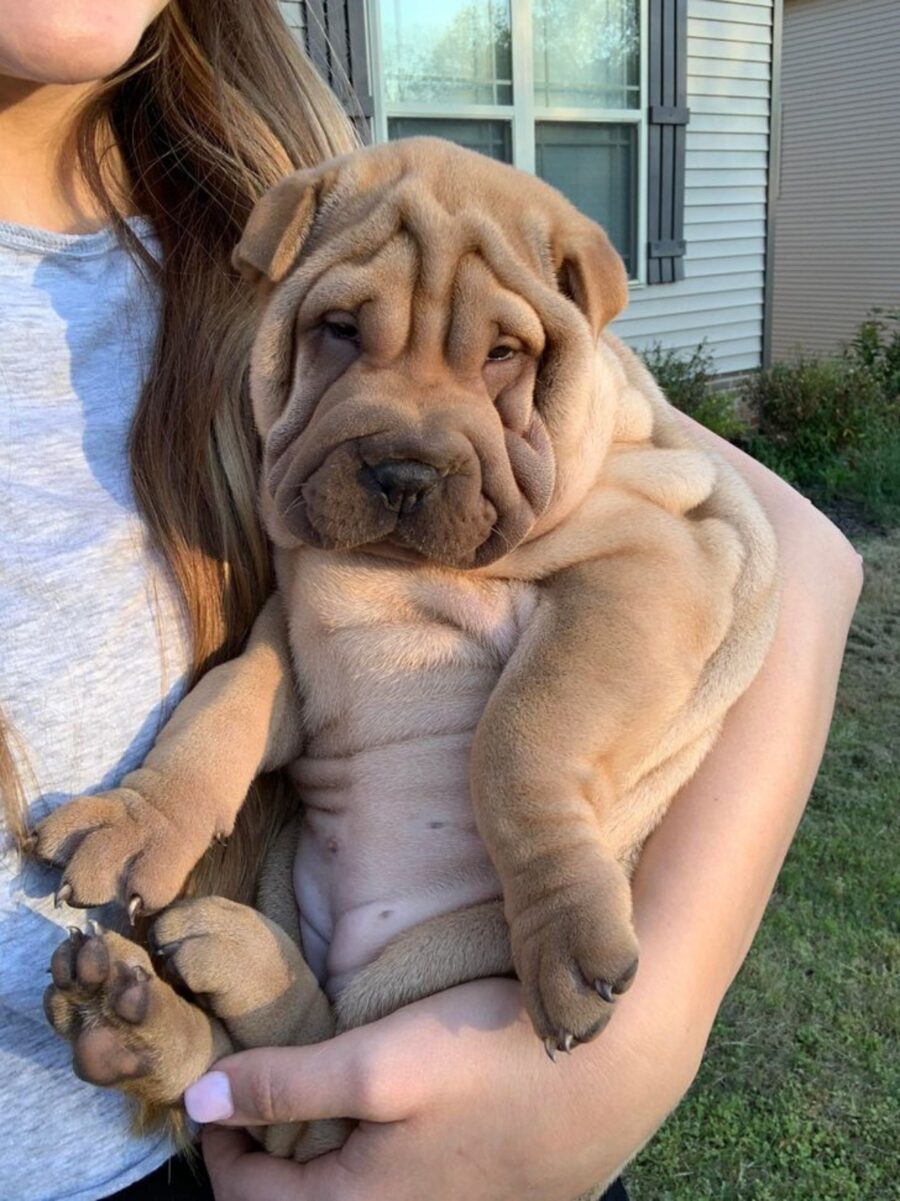 dolce cagnolino mamma