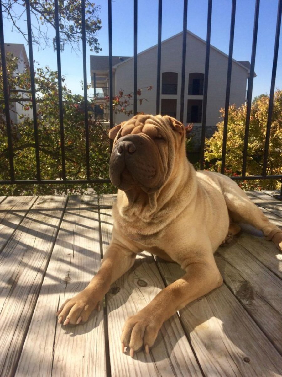 cane sole balcone