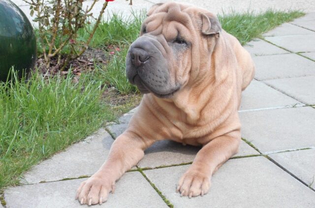 8 foto di Shar Pei che ti conquisteranno letteralmente il cuore