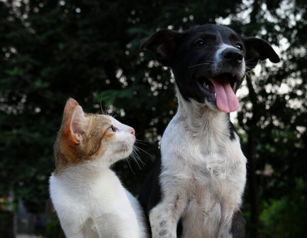 8 simpatiche foto di cani e gatti che hanno una convivenza “complicata”
