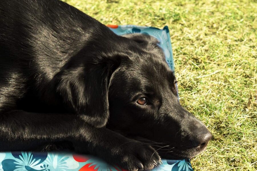 tappetino per cane che rinfresca