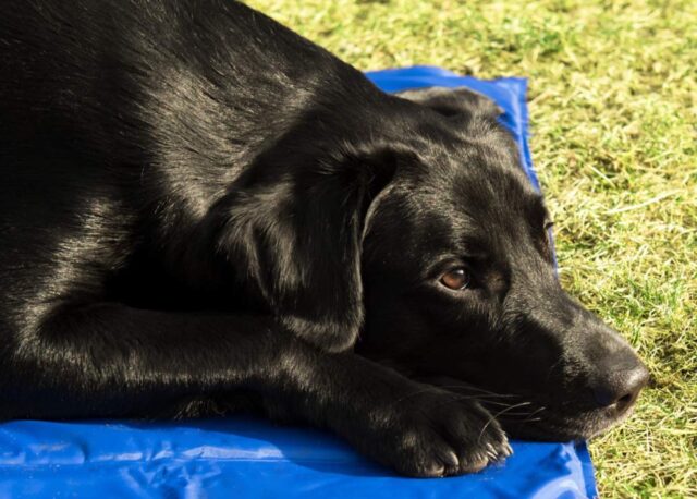 5 accessori geniali che ti aiuteranno a tenere il tuo cane al fresco quest’estate