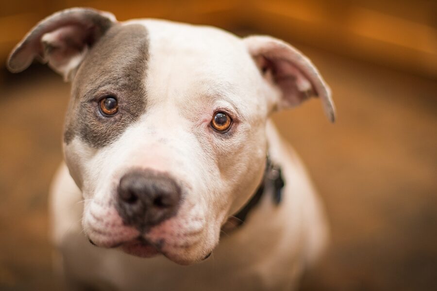 Cane bianco e grigio