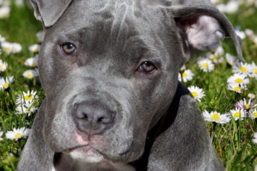 cane tra i fiori di campo