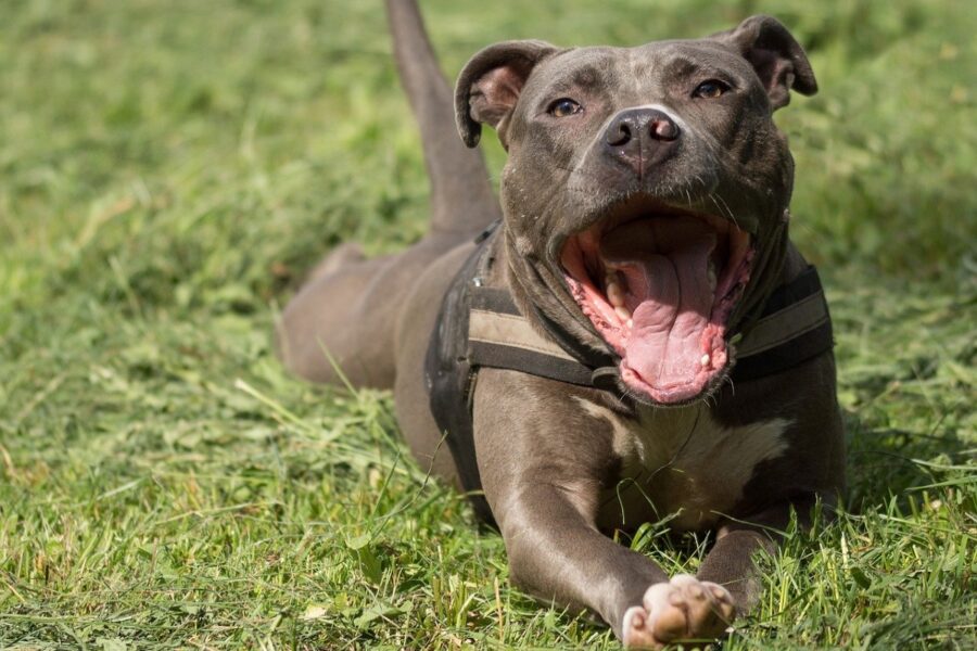 cane con la bocca aperta