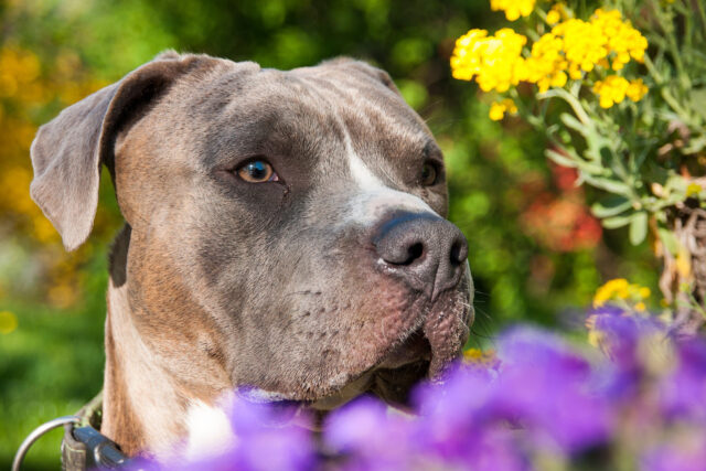 Amstaff, tutto su questa razza: carattere, curiosità, consigli e cure