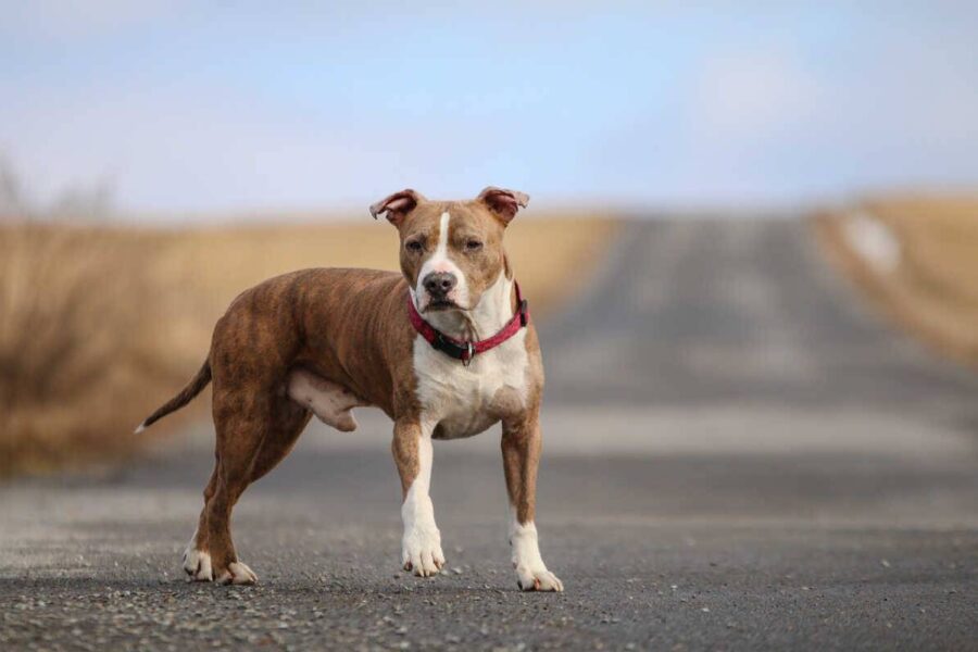 cane per strada