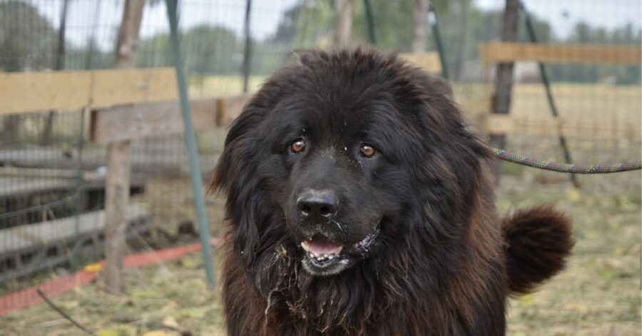 cane in giardino