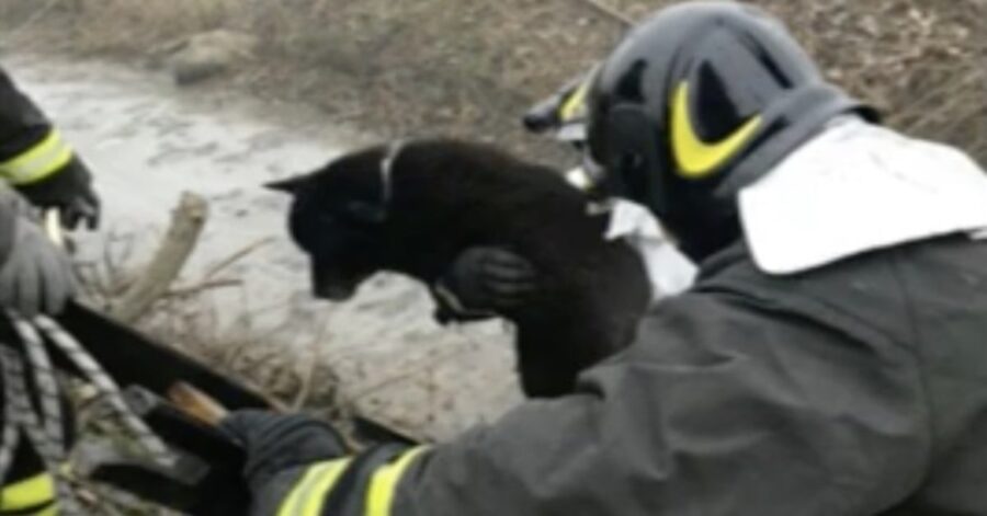 un cane nero viene salvato dai pompieri