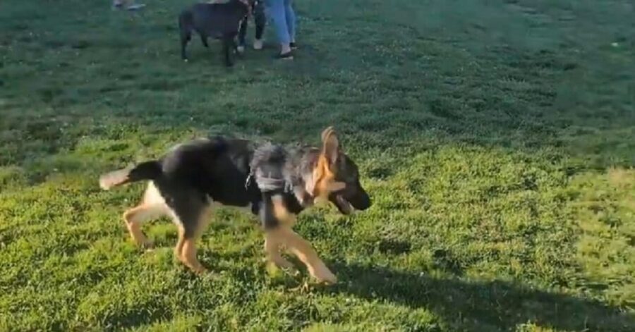 prima volta al parco per cani